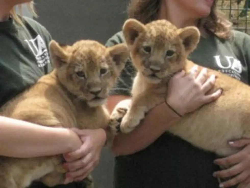 New Babies At Utica Zoo [VIDEO]