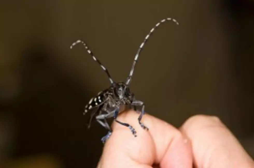 USDA On The Lookout For Asian Longhorn Beetle
