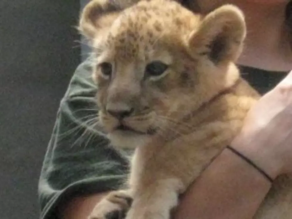 Heath Announces Lion Cub Name