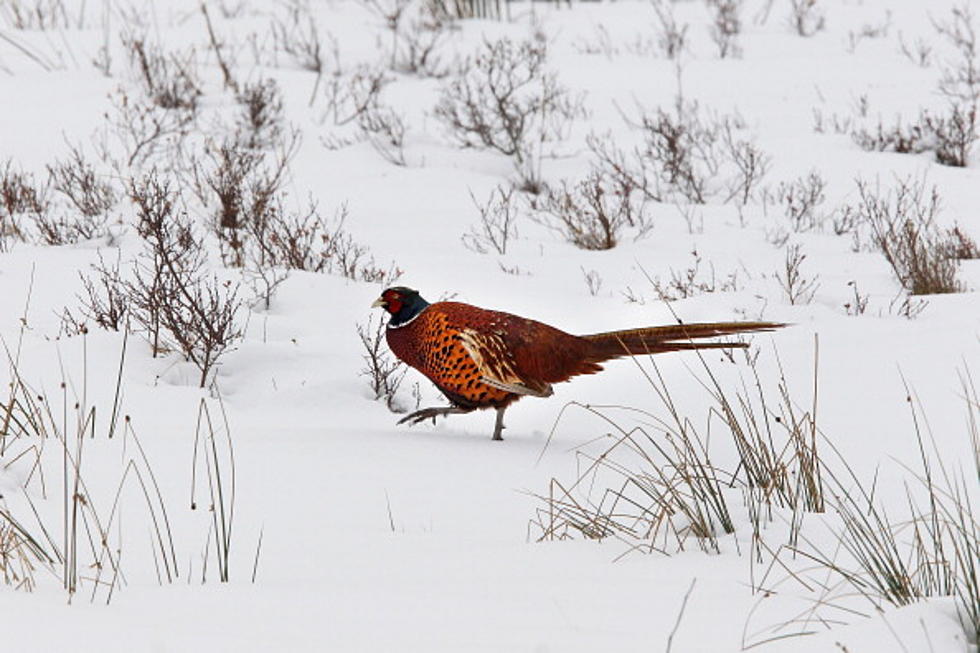 DEC Releases Pheasants For Upcoming Season