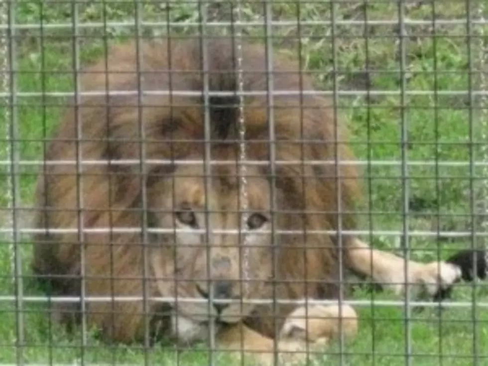 Utica Zoo Babies Make Their Public Debut [VIDEO]