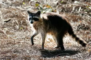 Another Raccoon Test Positive for Rabies in Central New York