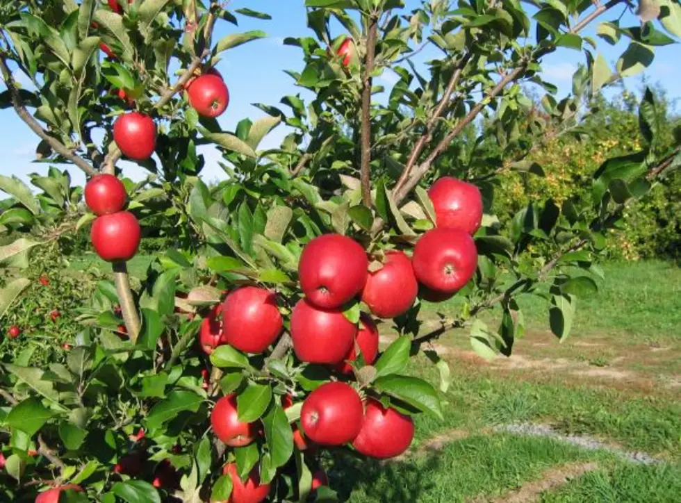 Two New Varieties Of Apples Introduced In New York