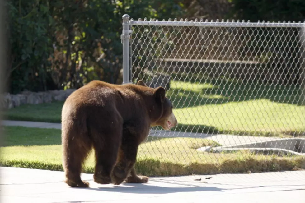 Bear Breaks Into Idaho Kitchen
