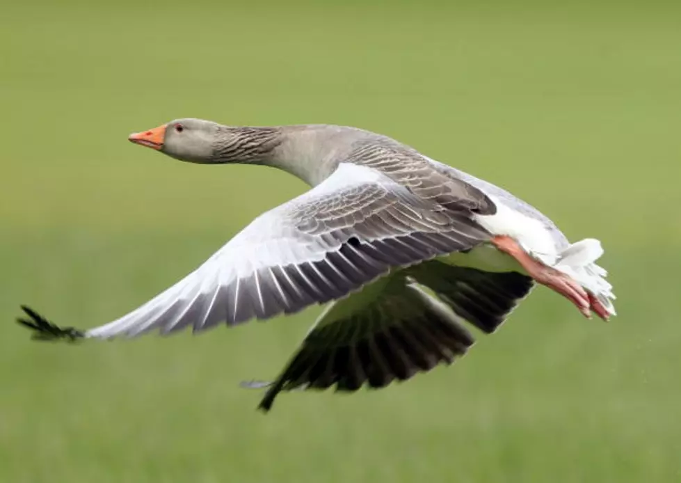Hunting Rules Changed In NY To Kill More Geese
