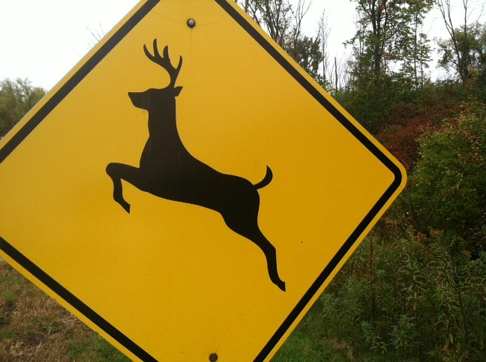 Watch Out For Deer