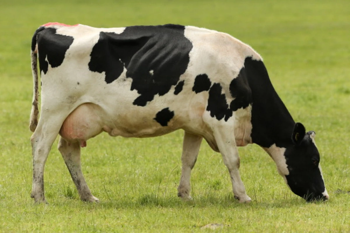 Cow With Rabis Rabid Cow In Herkimer County