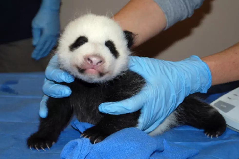 The Smithsonian Wants You To Help Choose The Name Of The New Giant Panda Cub [VIDEO]