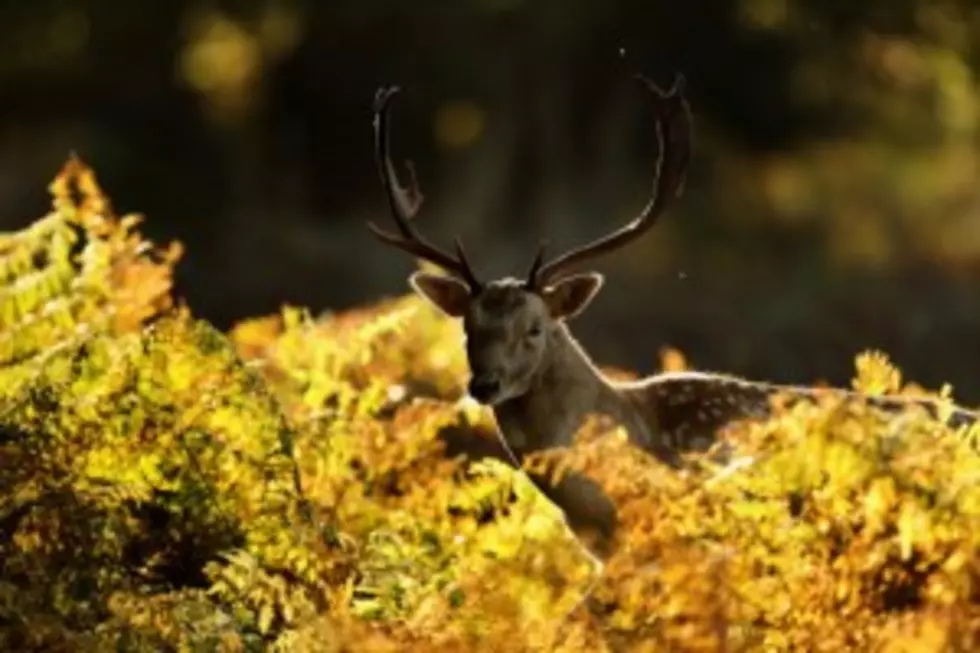 Two Teens Charged with Killing Deer in Schoolyard