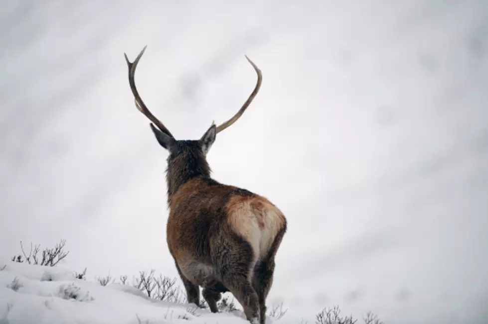 Hovercraft Deer Rescue Caught on GoPro Camera