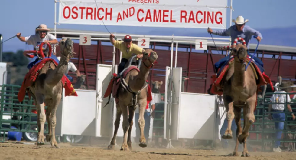 Vernon Downs Holds Second Annual Camel And Ostrich Derby