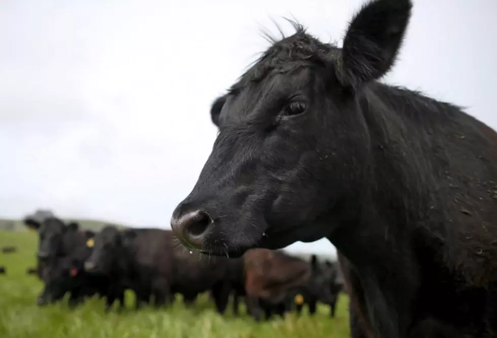 Meat Recall in NY, CT, and KS