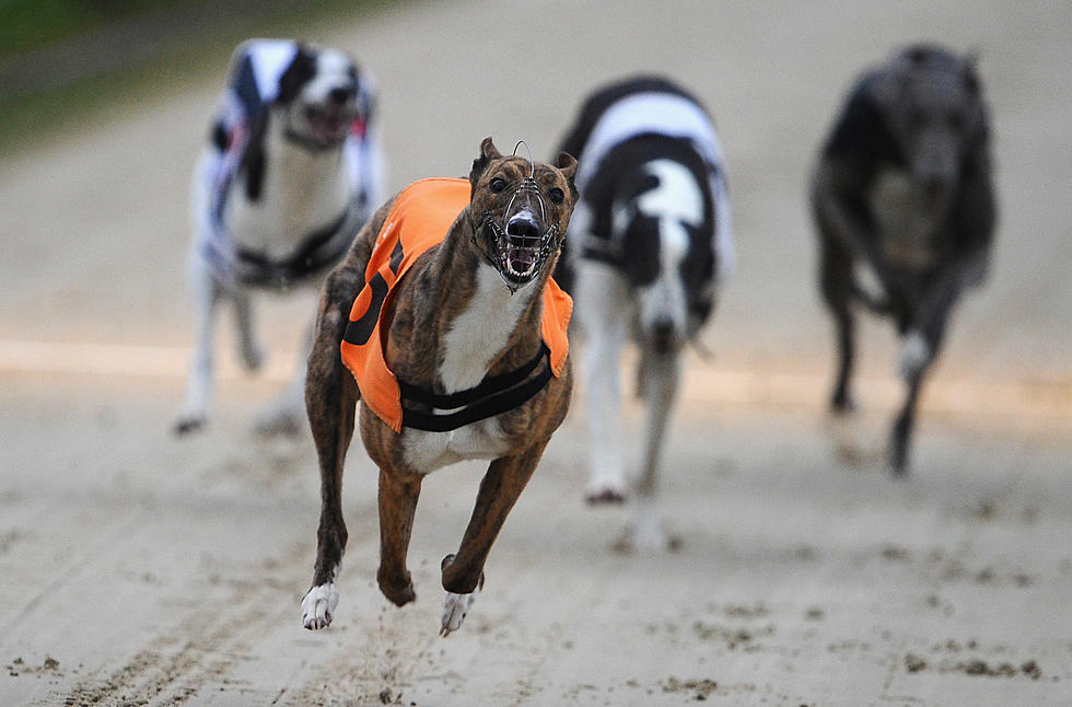 Interest In Dog Racing Has Been Collared In US