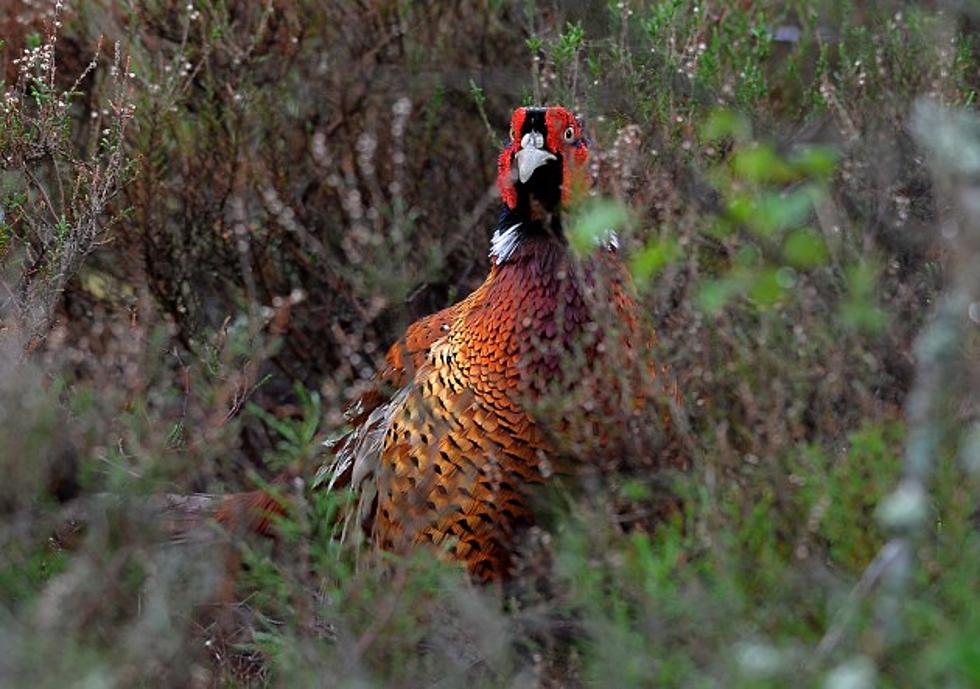 Hundreds of Quail, Game Birds Found in Springfield Home