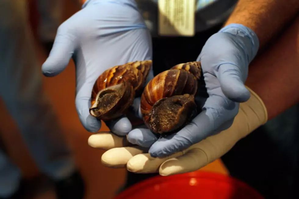 USDA Seizes More than 1,200 Illegal Giant Snails