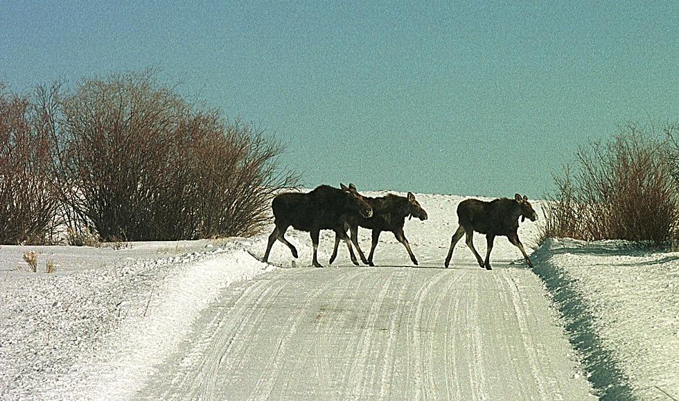DEC Warns Drivers To Be Alert For Moose