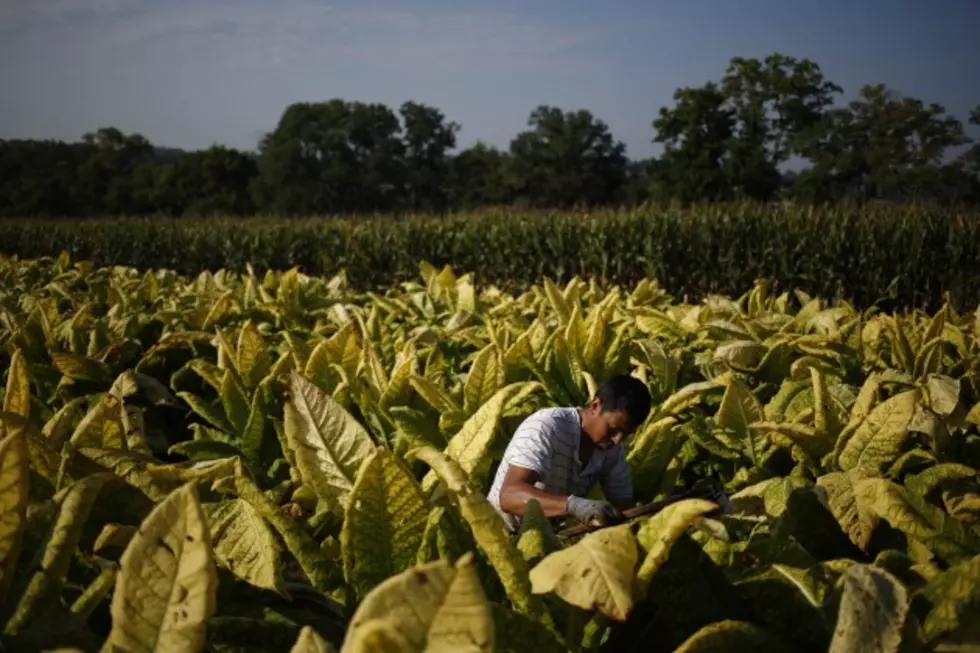 US Tobacco Growers Brace for Tougher Competition