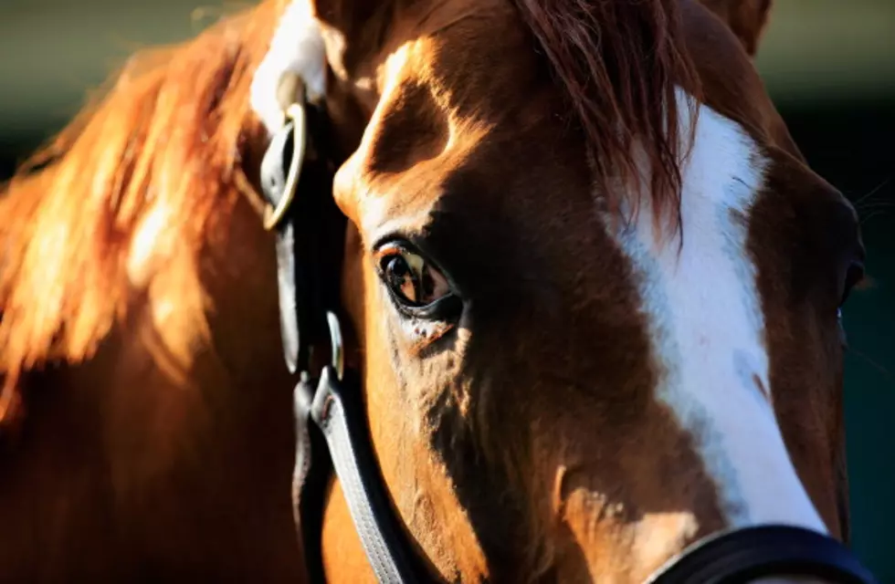 Two Horses In Central New York Die From EEE