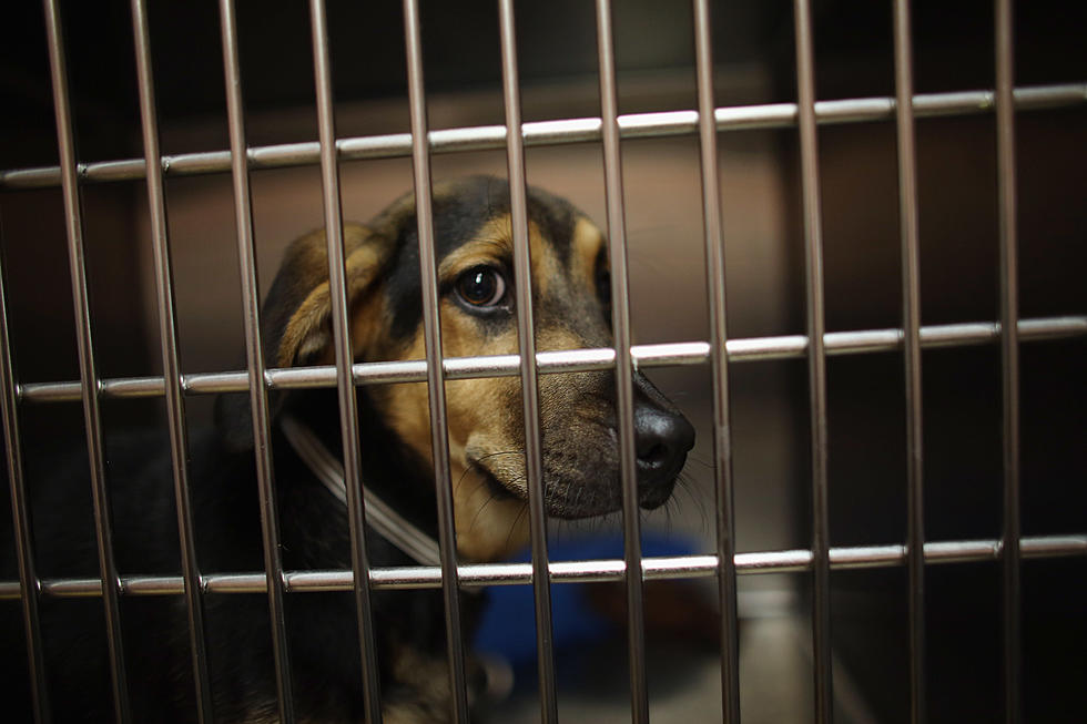 Unregistered Oneida County Animal Shelter Shut Down