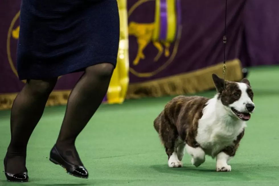 Dog Lovers All Over World Log In To Watch Westminster Show