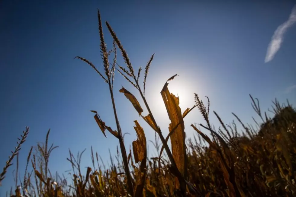 Conn. Farm Worker Killed When Corn Collapses On Him