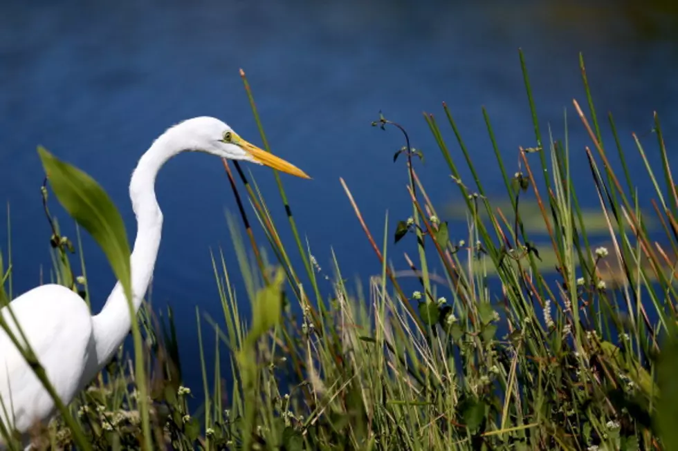 At Everglades, Obama to Warn of Damage from Climate Neglect