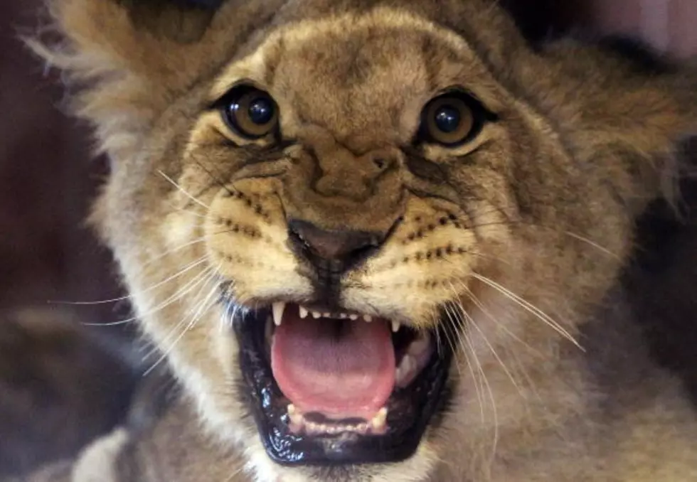 Zoo Animals on the Loose in Georgia&#8217;s Capital After Flooding