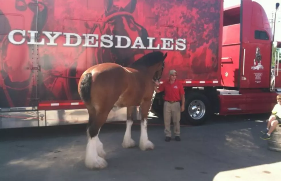 Budwesier Clydesdale &#8216;Nomo&#8217; Visits Marcy Discount Beverage