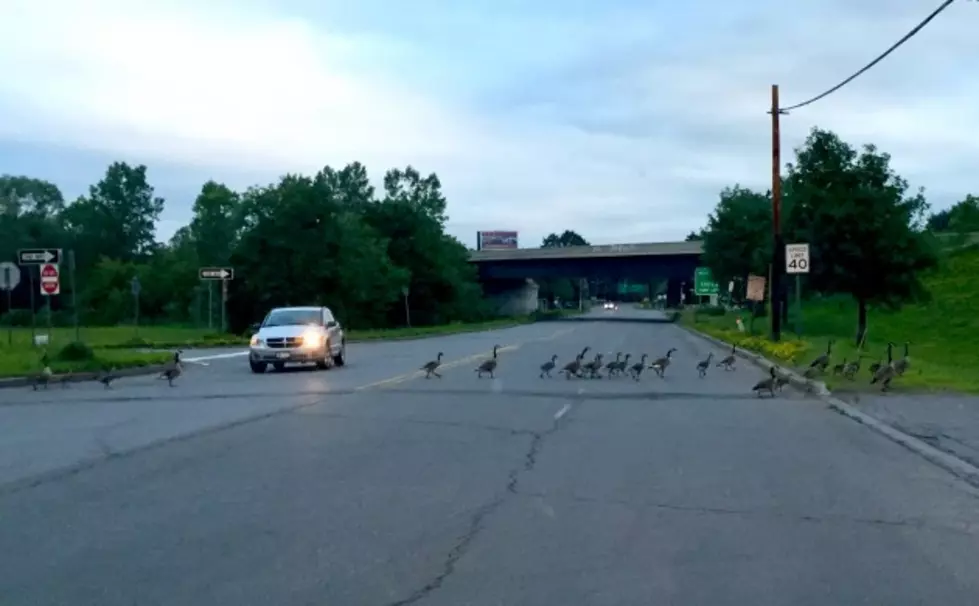 An Ilion Tradition- Traffic Stopping for Geese, Once Again This Year