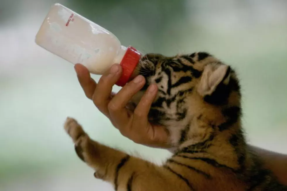 Baby Tiger Controversy