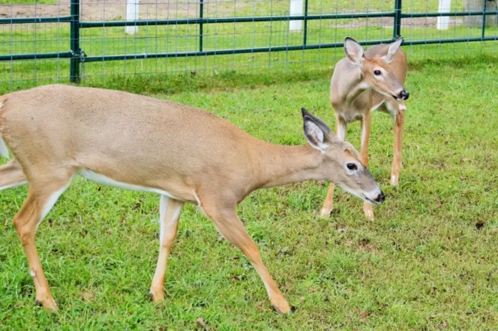 Chittenango Woman Fighting To Keep, Raise Deer