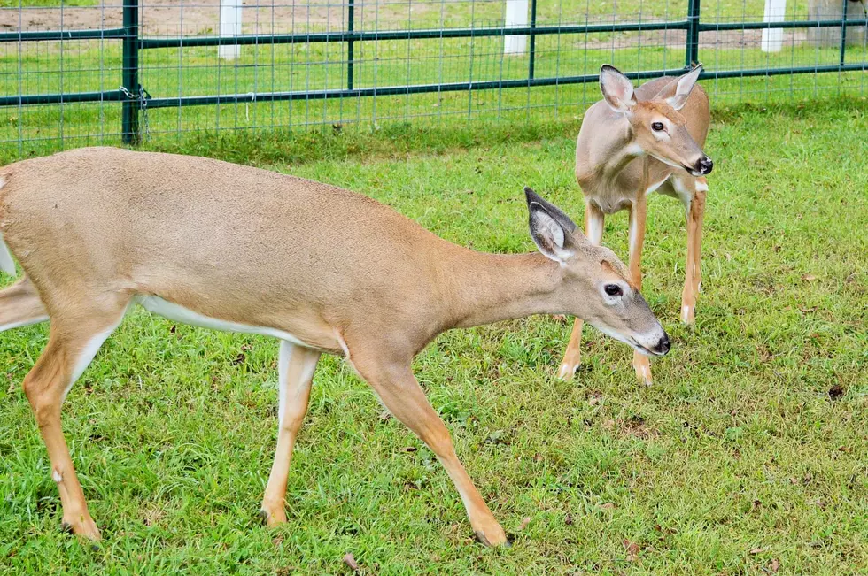 Army Depot Buyer Creates Company To Preserve White Deer
