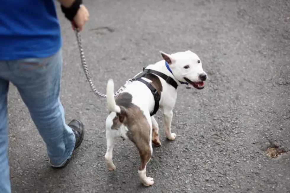 Move over, Lassie! Shelter Dogs Are Becoming the Preferred Pet in New York