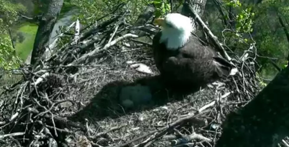 National Arboretum Holding Contest to Name Two Eaglets
