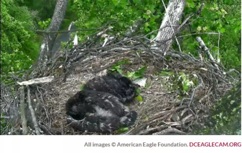 Eaglet Offspring of ‘Mr. President’ and ‘The First Lady’ are Named