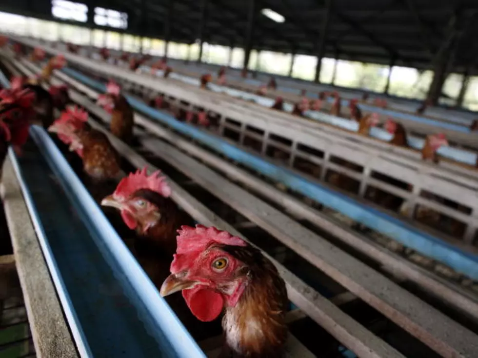 Walmart Going Cage-Free