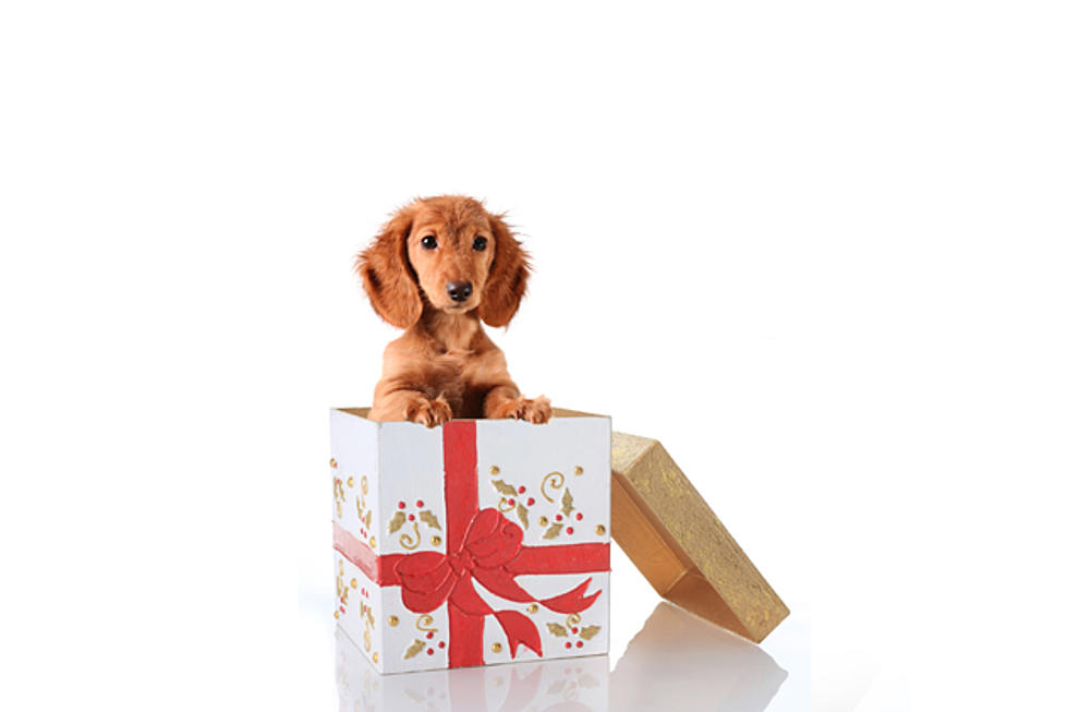 Five Reasons Why New Yorkers Shouldn&#8217;t Get a Puppy for Christmas