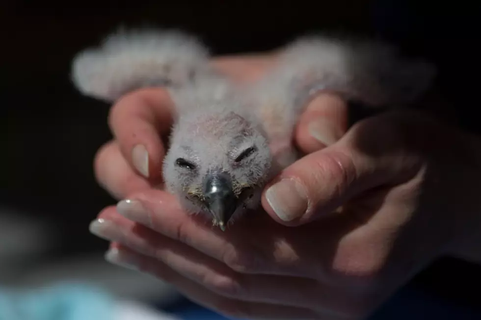 Hospital has Helped with Dozens of Births of Baby Birds