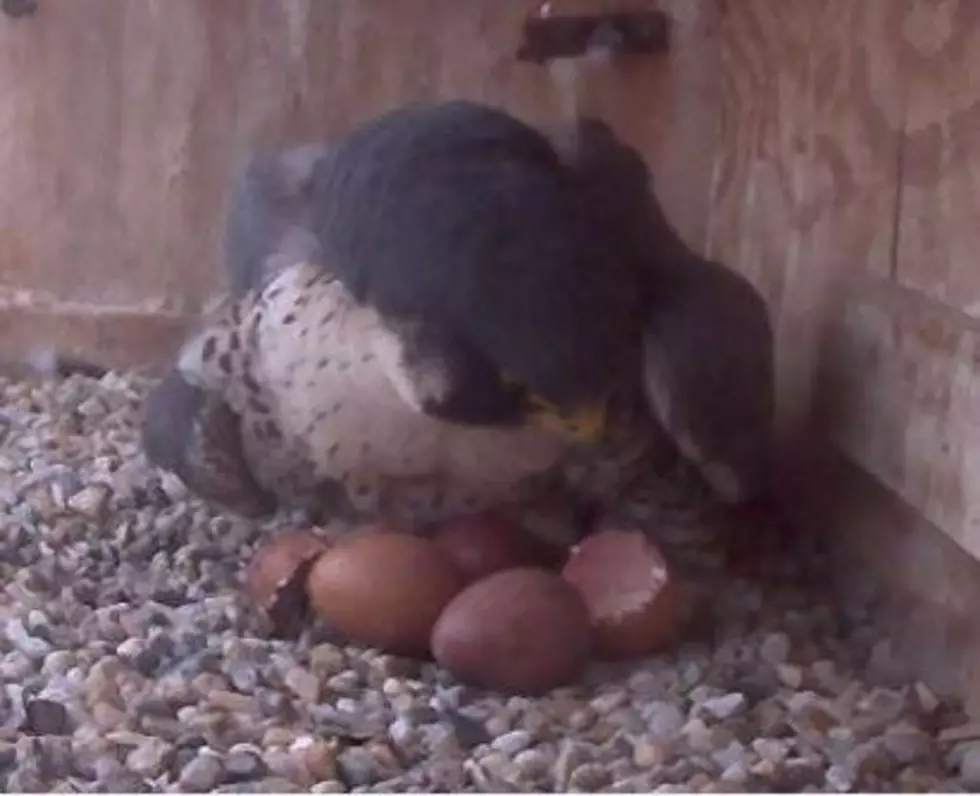 Utica’s Peregrine Falcons Have First Hatch Of The Season [VIDEO]
