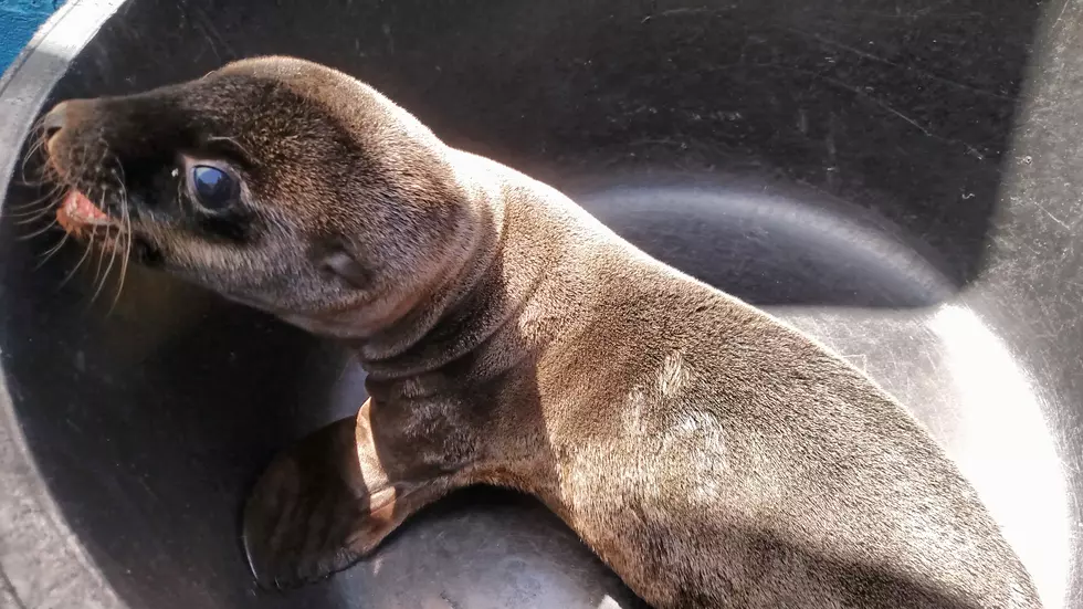 California Sea Lion Born At Utica Zoo [VIDEO]