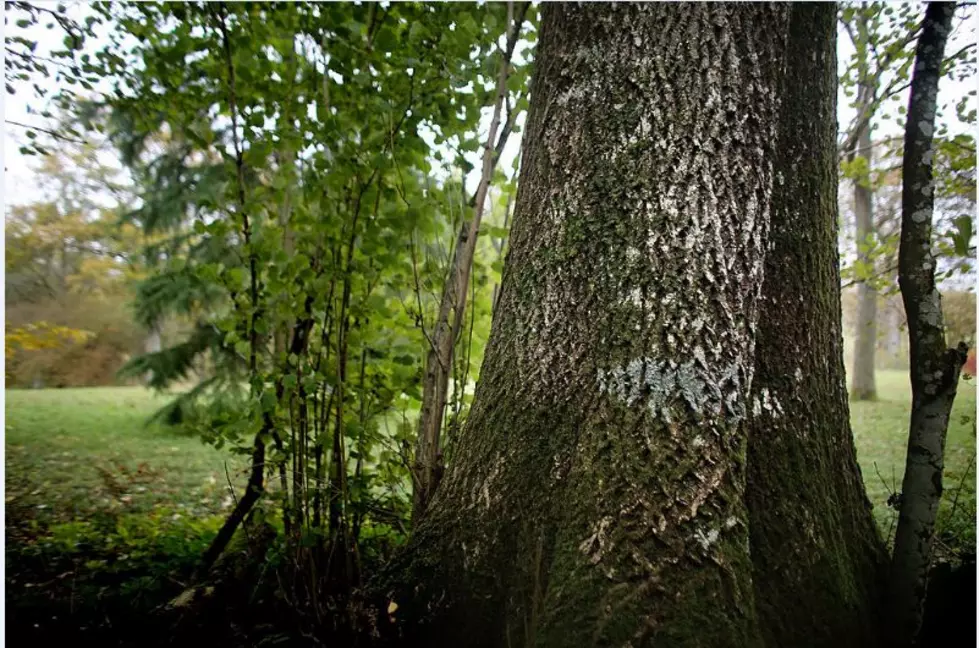 Emerald Ash Borer Confirmed In Oneida County