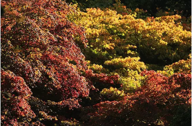 2016 Fall Foliage Season Underway In New York