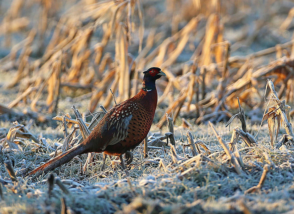 Pheasants Raised By New York Inmates Released Into Wild