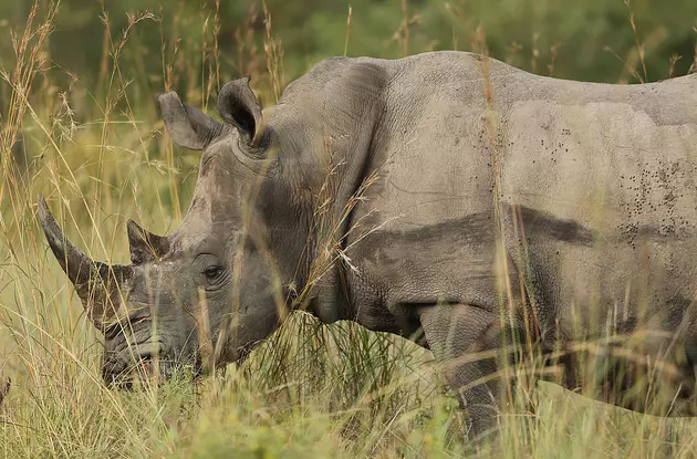 Buffalo Zoo Rhinoceros Moving To San Diego Zoo To Breed