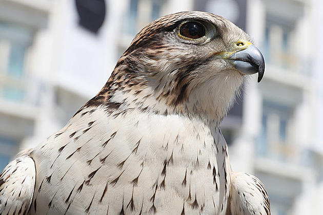 Protected Falcon Stolen From LI Wildlife Sanctuary Returned