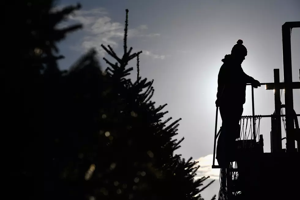 Rockefeller Center Christmas Tree Is An Orange County Spruce