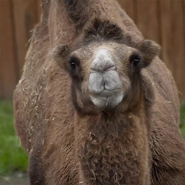 The Utica Zoo Is Getting A New Camel