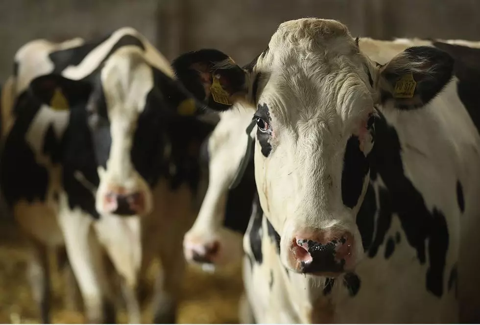 SUNY Cobleskill Team Wins Cattle Judging Competition