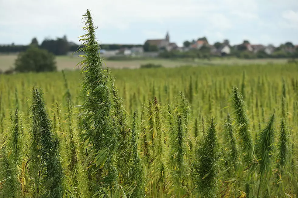 Vacuum Cleaner Factory To Become Hemp Processing Hub