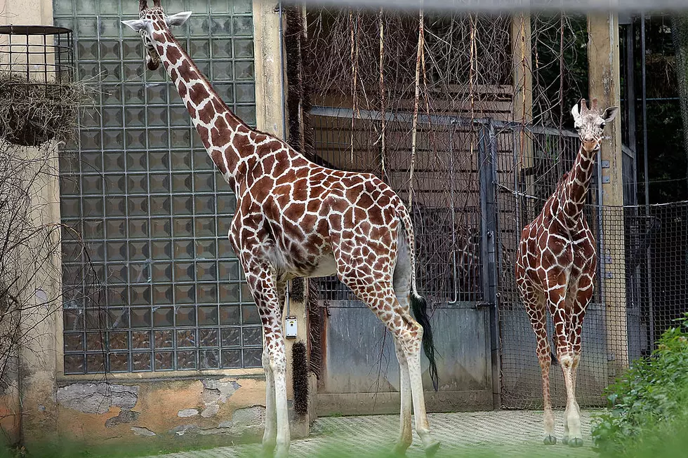 NY Zoo’s Livestream Of Pregnant Giraffe Back Up After Outage